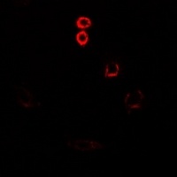 PLC beta 3 Antibody抗体，orb66570