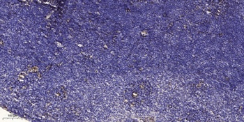 Follistatin rabbit pAb抗体，orb76