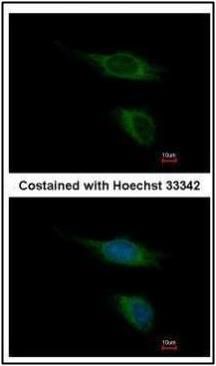 TAAR5 antibody [C2C3], C-term抗