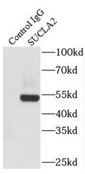SUCLA2 Antibody抗体，orb631627，bi