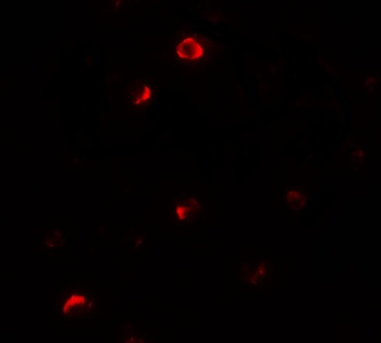 Pellino 1 Antibody抗体，orb123925