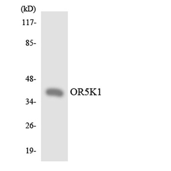Olfactory receptor 5K1 rabbit 