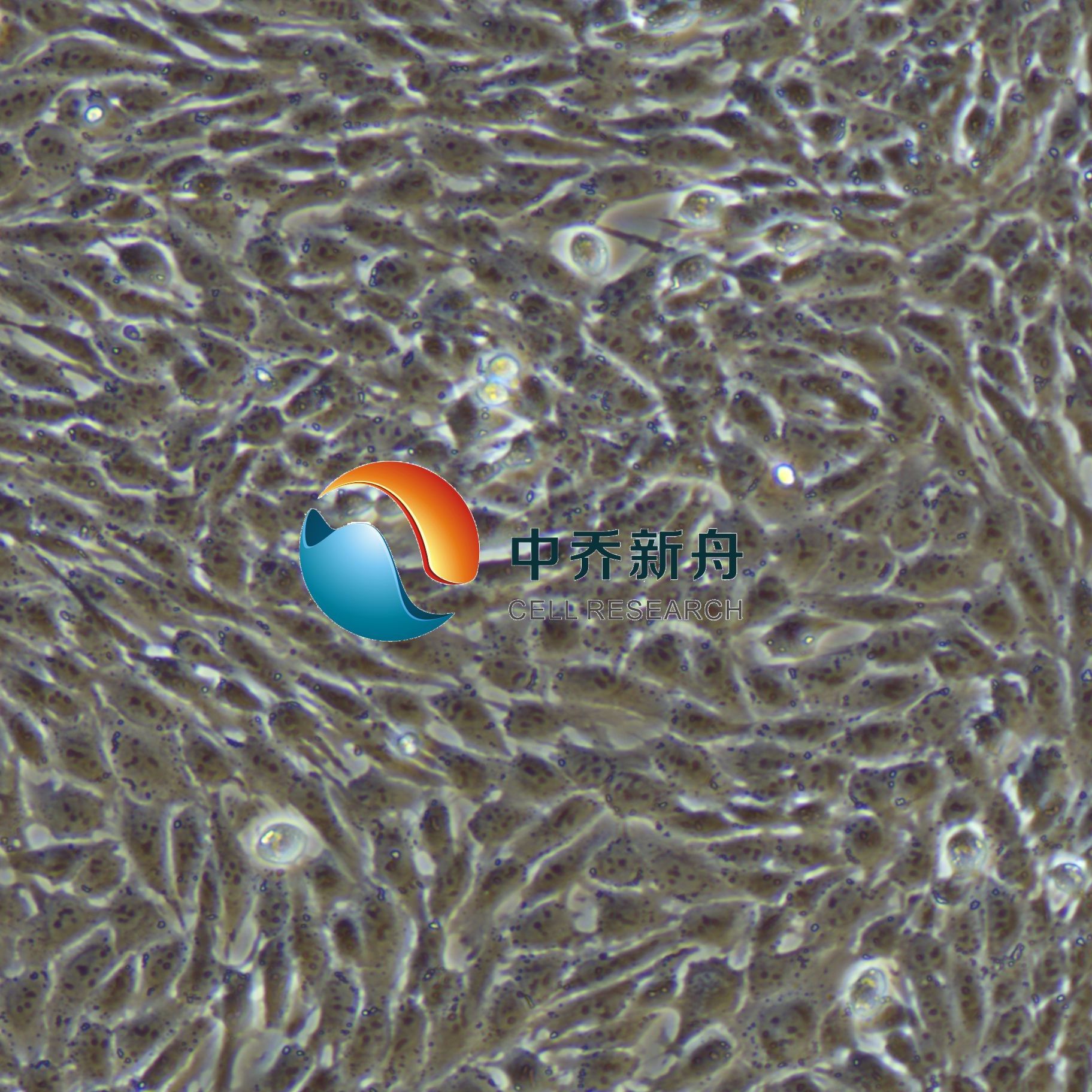 小鼠心脏微血管内皮细胞永生化