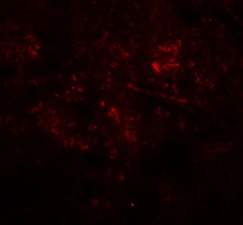 MEK1/2 Antibody抗体，orb1239447，b