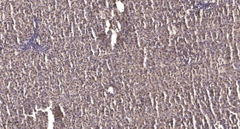 CBX6 rabbit pAb抗体，orb764759，bi