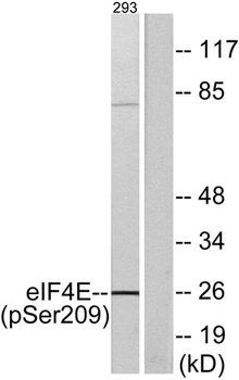 eIF4E (phospho Ser209) rabbit 