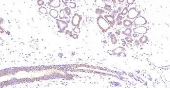 Tau-4 Mouse Monoclonal Antibod