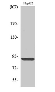 Calnexin (phospho Ser583) rabb