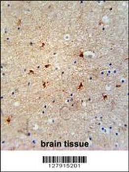 GTPBP8 Antibody抗体，orb1270726，b