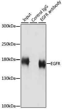 EGFR Antibody, KO Validated抗体，