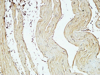 CD75 rabbit pAb抗体,orb770074,bi