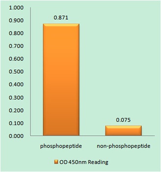 PLC γ1 (phospho Tyr783) rabbit
