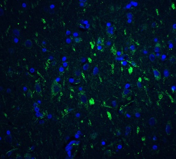 FOXP3 Antibody抗体，orb1239781，bi