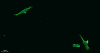 Bak rabbit pAb抗体，orb764621，bio