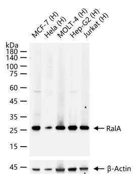 RalA Recombinant Rabbit Monocl