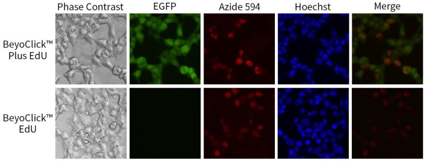EdU升级！细胞增殖检测效率翻倍