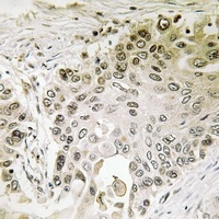 RFX2 Antibody抗体，orb665779，bior