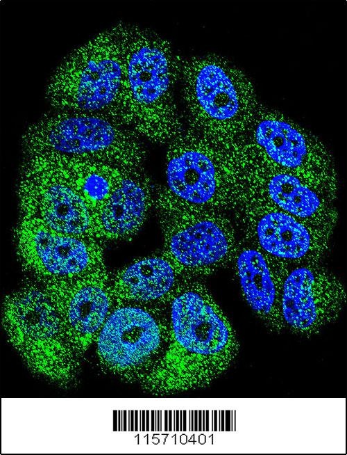 ABL1 Antibody抗体,orb1262990,bio