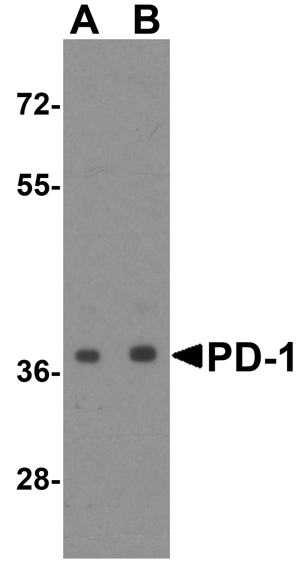 PD1 Antibody [8A4]抗体，orb123976