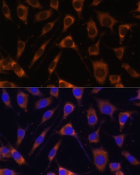 LAMB1 Antibody抗体，orb1255560，bi