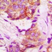 TACSTD2 Antibody抗体，orb304619，b