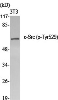 c-Src (phospho Tyr529) rabbit 