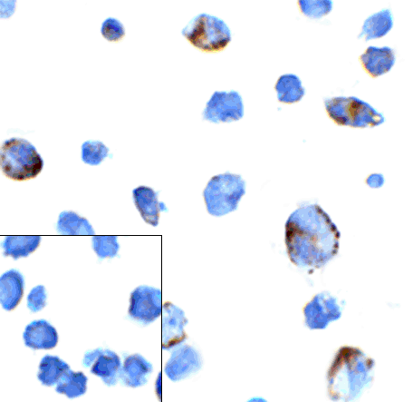 PD1 Antibody [7H6]抗体，orb123976