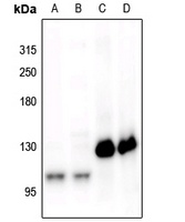 CD115 (Phospho-Y561) Antibody抗