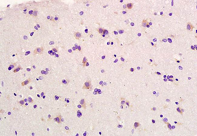 Elastin antibody抗体，orb13391，bi