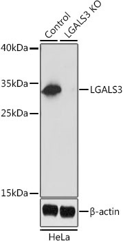 LGALS3 Antibody, KO Validated抗