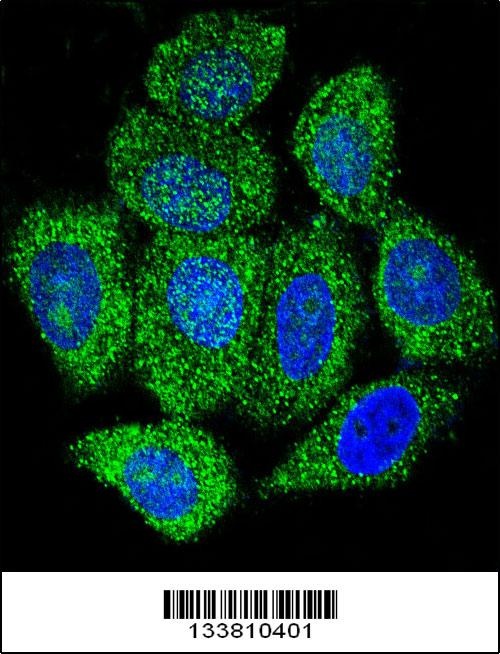 IMPDH1 Antibody抗体，orb1268922，b