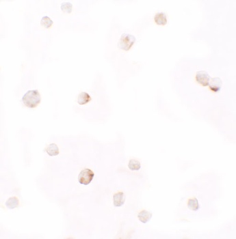 Pellino 1 Antibody抗体，orb123925