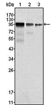 FER Antibody抗体，orb97524，biorby