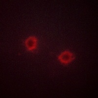 FGFR1 Antibody抗体，orb216106，bio