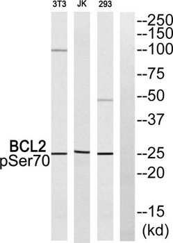 Bcl-2 (phospho Ser70) rabbit p