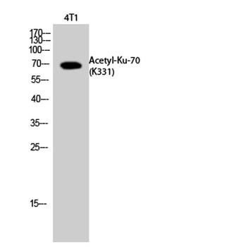 Ku-70 (Acetyl Lys331) rabbit p