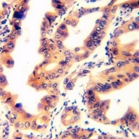 TPD52L2 Antibody抗体，orb665728，b