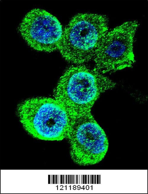 GALE Antibody抗体,orb1263596,bio