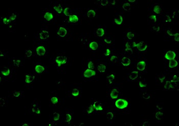 FLIP Antibody抗体，orb1238926，bio