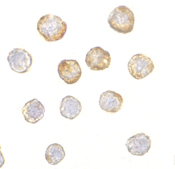 DISC1 Antibody抗体，orb1239879，bi