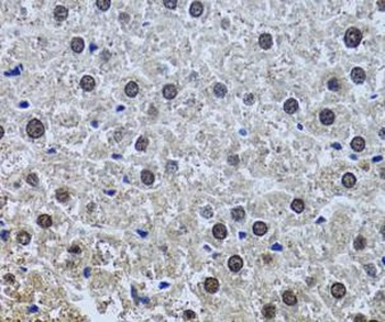 SIN3A Antibody抗体，orb631191，bio