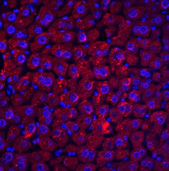 DEDAF Antibody抗体，orb1239322，bi