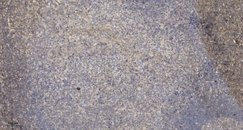 Dok-6 rabbit pAb抗体，orb765069，b