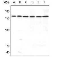 MERTK Antibody抗体，orb214992，bio