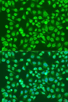 NPR3 Antibody抗体，orb1255978，bio