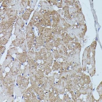 FLII Antibody抗体，orb1259596，bio