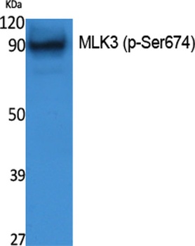 MLK3 (phospho Ser674) rabbit p