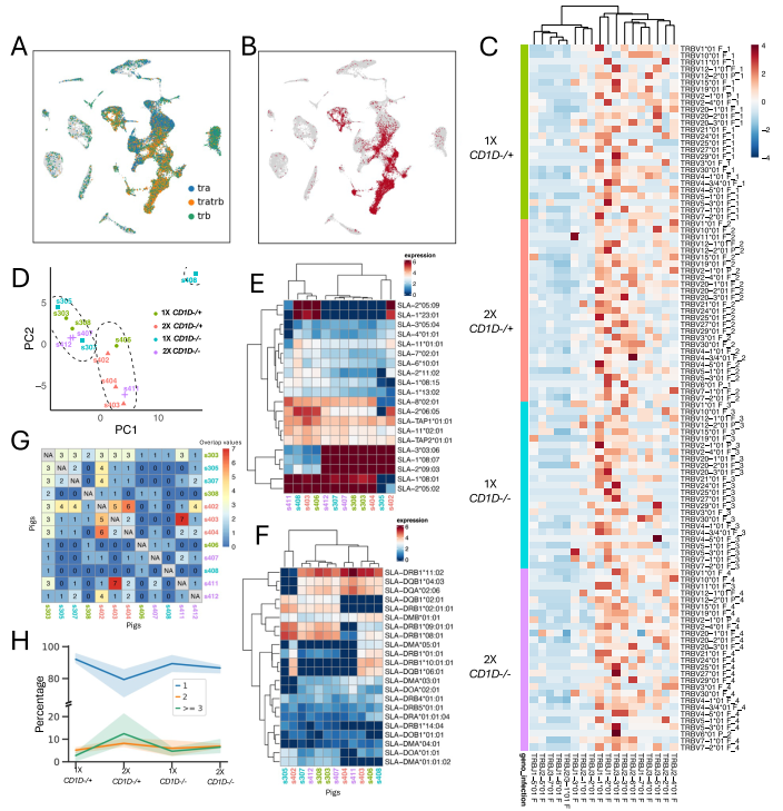 文献解读 | 非模式物种猪的单细胞免疫组库测序揭示了流感病毒感染下的T/B细胞受体多样性及克隆扩增特征