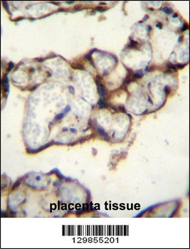 PLCXD2 Antibody抗体，orb1269709，b