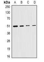Citrate Synthase Antibody抗体，or